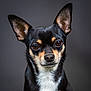 alert, animal, background, black_fur, chihuahua, closeup, cute, dog, domestic_animal, ears, expression, looking_at_camera, muzzle, pet, portrait, small_dog, studio_lighting, tan_markings, whiskers, white_chest
