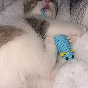 Nuggets a rejoint le concours — aidez-le/la à gagner de superbes lots ! cat, kittens, sleeping, yawning, cute, fluffy, blanket, bed, indoor, pet, animal, white_fur, gray_fur, blue_toy, plush_toy, snuggling, relaxed, cozy, portrait, playful