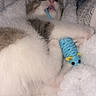 cat, kittens, sleeping, yawning, cute, fluffy, blanket, bed, indoor, pet, animal, white_fur, gray_fur, blue_toy, plush_toy, snuggling, relaxed, cozy, portrait, playful
