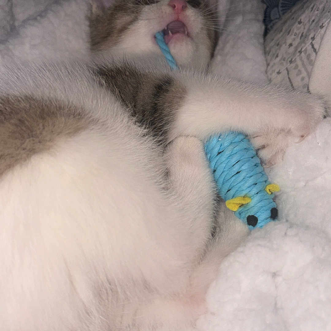 Nuggets