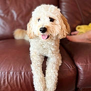 Nash is registered to the contest to win money with this photo: dog, small_dog, doodle, white_fur, curly_fur, tongue_out, pet, couch, leather_sofa, indoor, sitting, front_paws, close_up, portrait, happy, adorable, domestic_animal, fur_texture, black_nose, floppy_ears