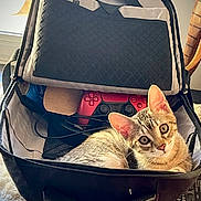 Arès participe au concours pour gagner de l'argent avec cette photo : animal, bag, black_bag, cable, carpet, cat, closeup, cozy, curious, cute, domestic_cat, feline, gaming_controller, household, indoor, kitten, pet, red_controller, resting, window_light