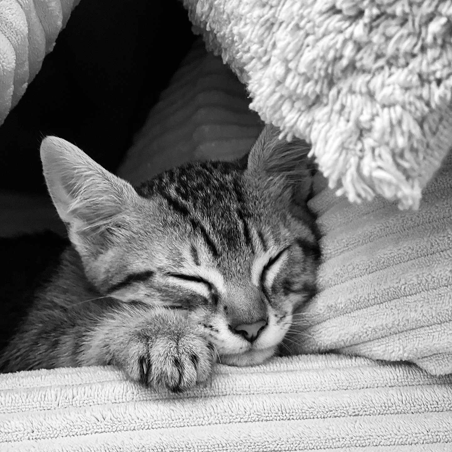 Arès a rejoint le concours — aidez-le/la à gagner de superbes lots ! black_and_white, blanket, cat, closeup, comfort, cozy, cute, feline, fur, indoor, kitten, monochrome, nap, paw, peaceful, relax, rest, sleeping, soft, texture