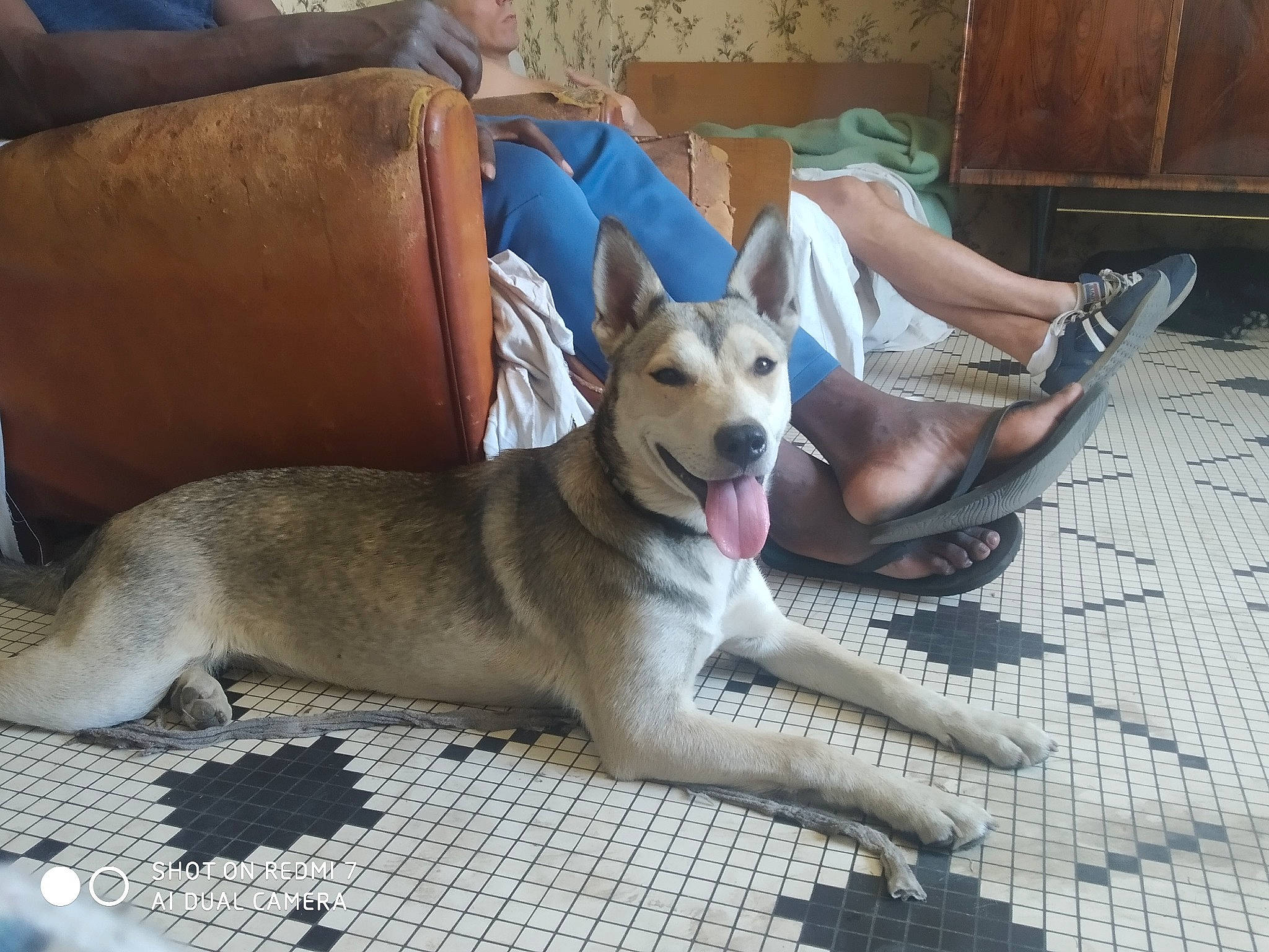 Laly a rejoint le concours — aidez-le/la à gagner de superbes lots ! canidae, carnivore, carolina_dog, dog, dog_breed, fawn, mammal, pariah_dog, rare_breed_dog, street_dog, vertebrate