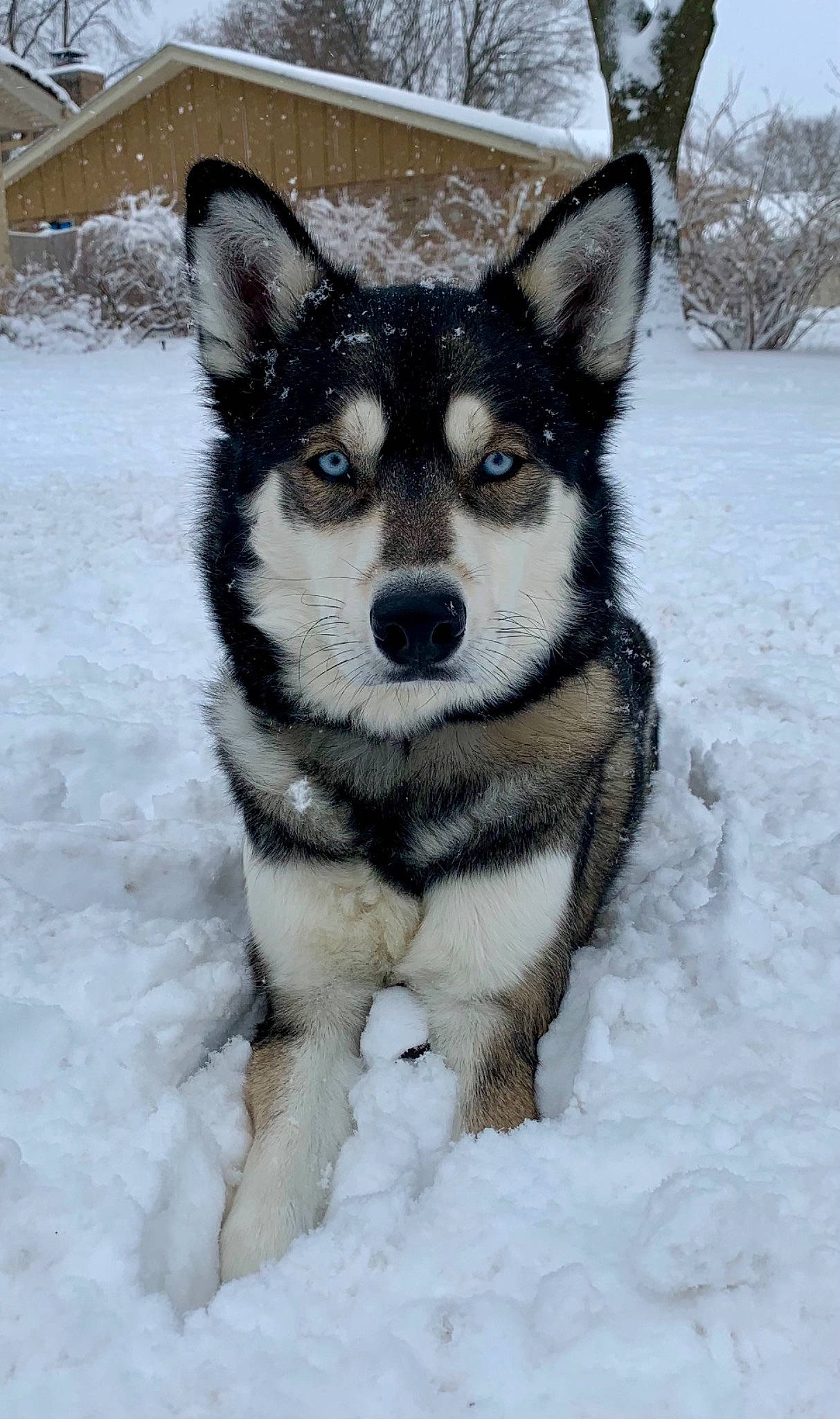 Bosco joined the competition — help win amazing prizes! canidae, canis, carnivore, companion_dog, dog, dog_breed, fur, miniature_siberian_husky, siberian_husky, sled_dog, snout, snow, sporting_group, terrestrial_animal, tree, whiskers, winter, wolf, working_animal, working_dog