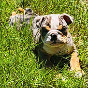 Piper joined the competition — help win amazing prizes! bulldog, puppy, dog, grass, outdoor, sunlight, animal, pet, nature, greenery, laying_down, closeup, cute, young, mammal, canine, summer, resting, fur, ears