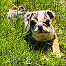 bulldog, puppy, dog, grass, outdoor, sunlight, animal, pet, nature, greenery, laying_down, closeup, cute, young, mammal, canine, summer, resting, fur, ears
