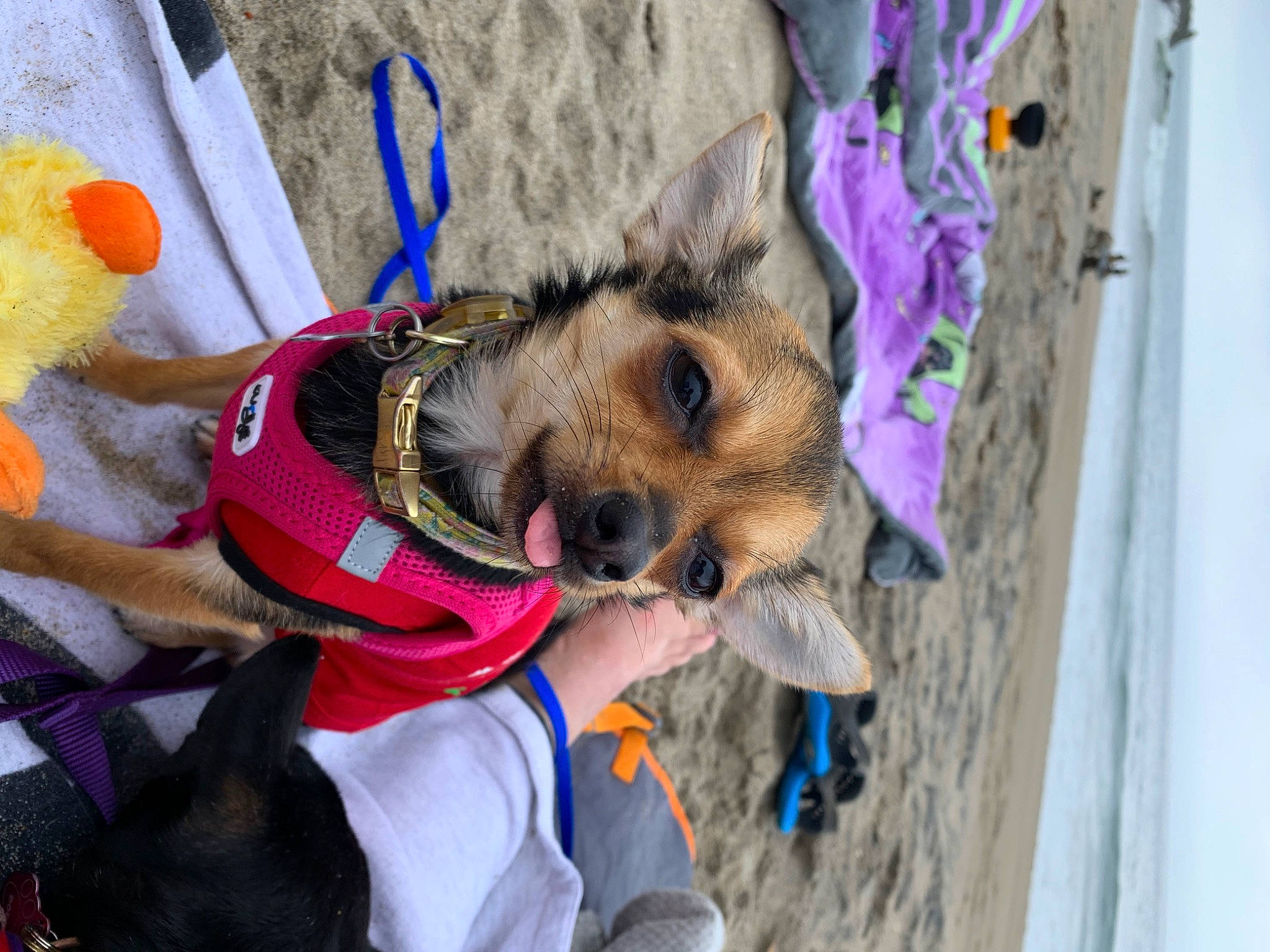 Pantera is registered to the contest to win money with this photo: canidae, carnivore, collar, companion_dog, dog, dog_breed, dog_clothes, dog_collar, dog_supply, fashion_accessory, fawn, fun, fur, leash, pet_supply, snout, sporting_group, vacation, winter, working_animal