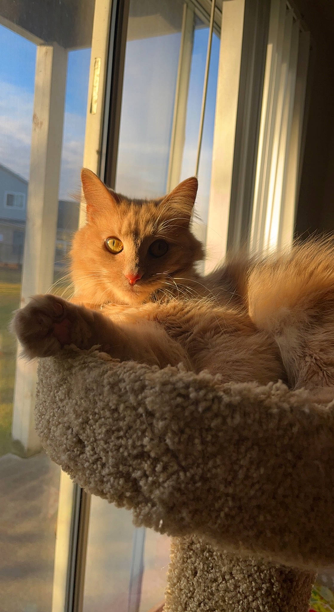 Finnegan is registered to the contest to win money with this photo: carnivore, cat, cat_supply, comfort, curtain, domestic_short_haired_cat, door, fawn, felidae, fur, paw, plant, sky, small_to_medium_sized_cats, snout, tail, tree, whiskers, window, wood