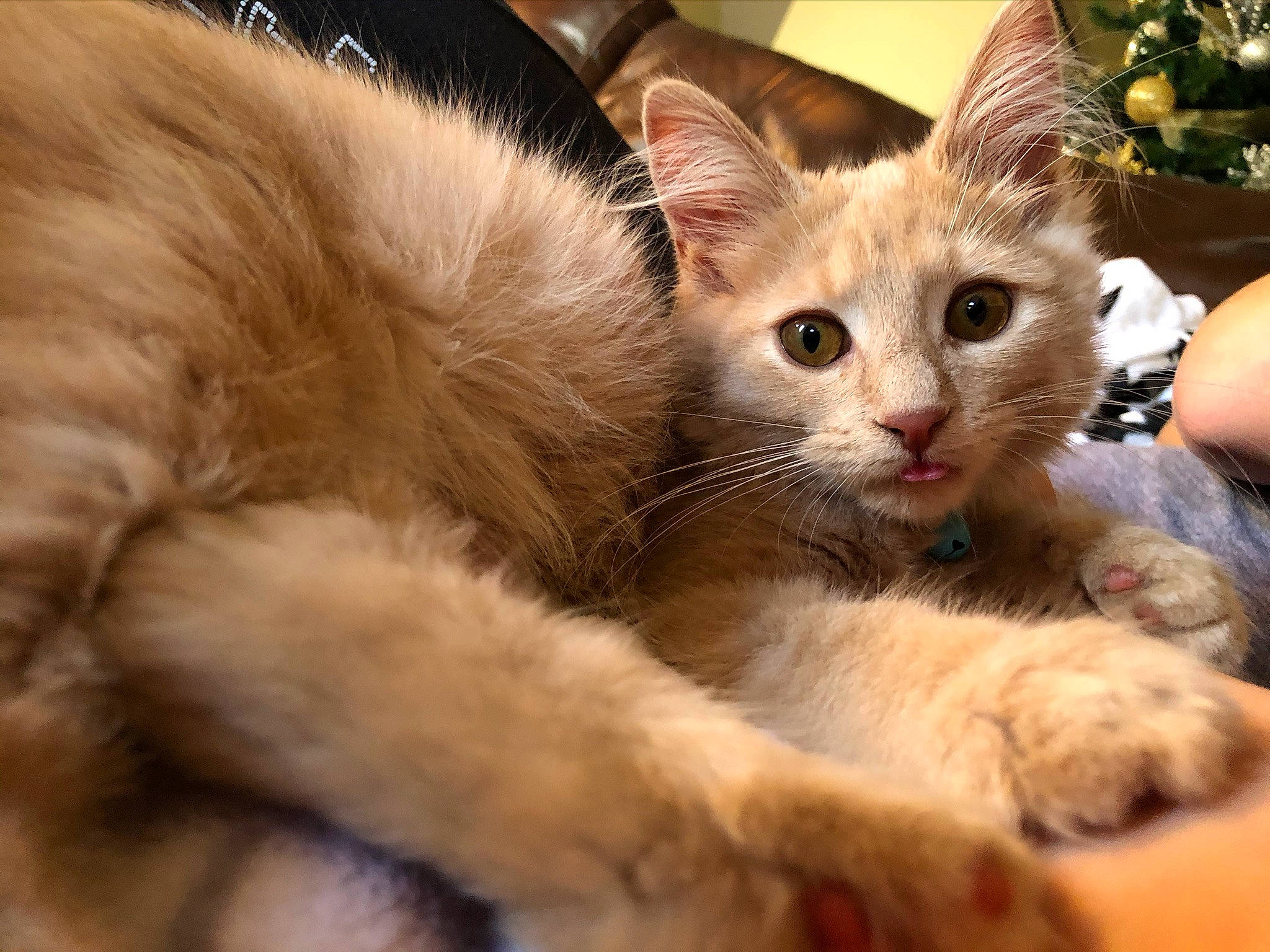 Finnegan is registered to the contest to win money with this photo: carnivore, cat, claw, comfort, domestic_short_haired_cat, fawn, felidae, fur, paw, small_to_medium_sized_cats, snout, tail, whiskers