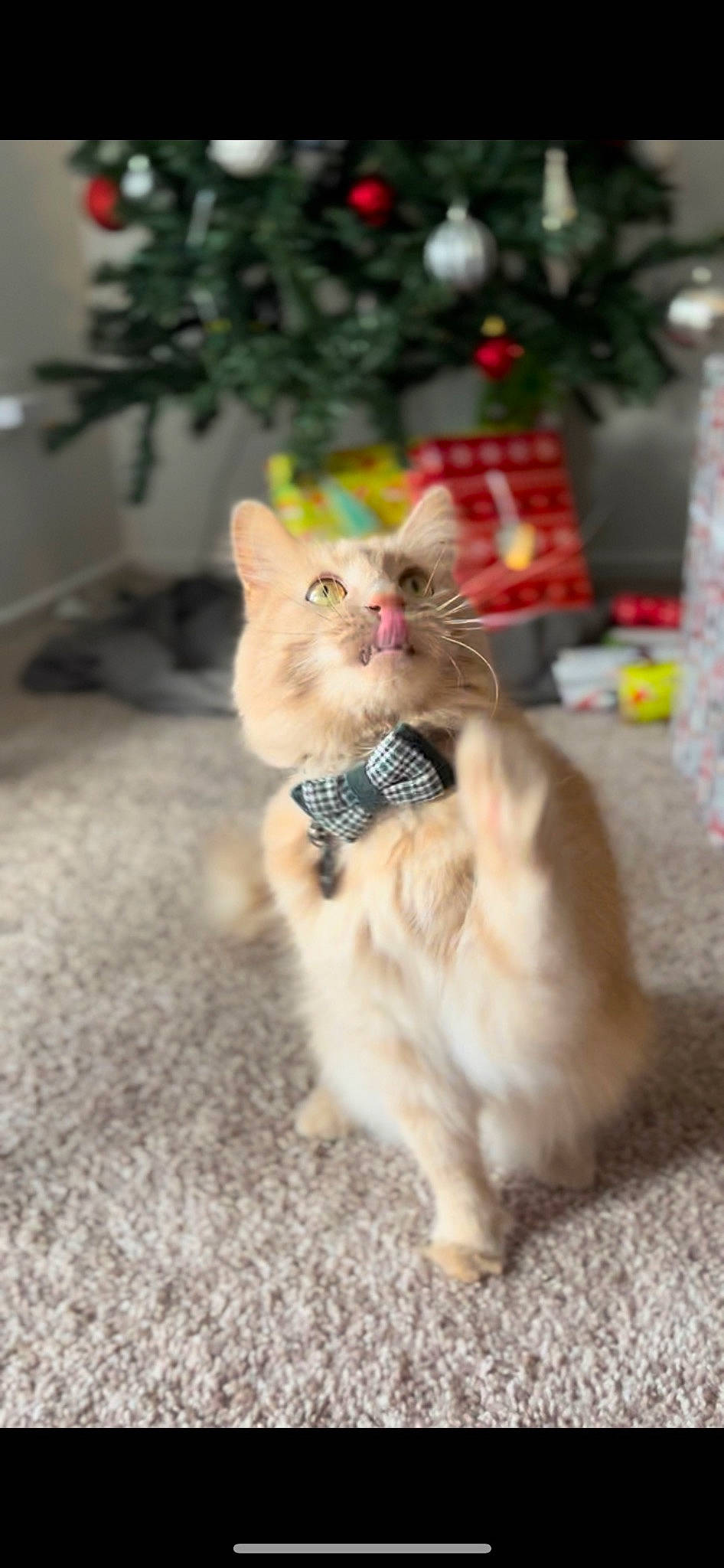 Finnegan is registered to the contest to win money with this photo: canidae, carnivore, cat, claw, companion_dog, domestic_short_haired_cat, fawn, felidae, flooring, fur, mammal, paw, plant, ragdoll, sitting, small_to_medium_sized_cats, snout, tail, whiskers, wood