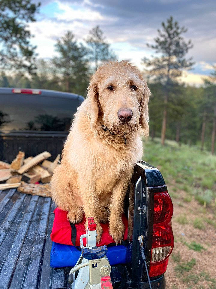 Ricky Bobby is registered to the contest to win money with this photo: automotive_tail_brake_light, canidae, car, carnivore, cloud, companion_dog, dog, dog_breed, happy, leisure, motor_vehicle, plant, recreation, sky, sporting_group, travel, tree, vehicle, vehicle_door, vehicle_registration_plate