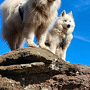 Fidji Et Ola participe au concours pour gagner de l'argent avec cette photo : dog, samoyed, fluffy, white, rock, outdoor, nature, sky, blue_sky, canine, pet, animal, hiking, adventure, mountain, landscape, fur, leash, standing, majestic