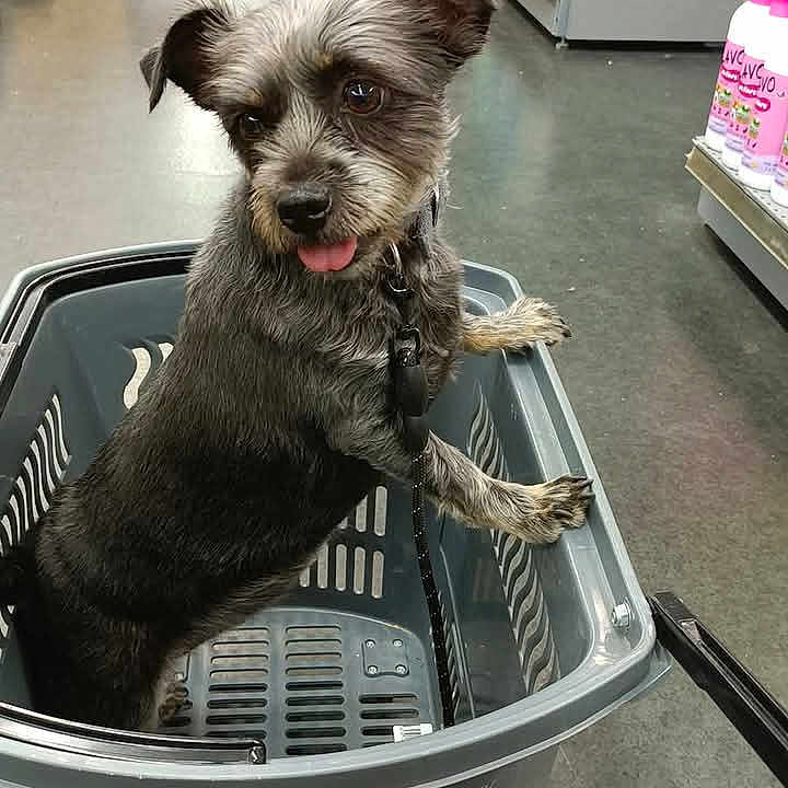 Chipie participe au concours pour gagner de l'argent avec cette photo : animal, basket, canine, dog, dogbed, grocerystore, laundry, pet, puppy, shop, shoppingbasket