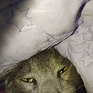 Gray is registered to the contest to win money with this photo: cat, blanket, fabric, star_pattern, closeup, pet, fur, eyes, sleepy, cozy, indoor, domestic_animal, whiskers, textile, purple, comfort, resting, animal_face, soft, warm