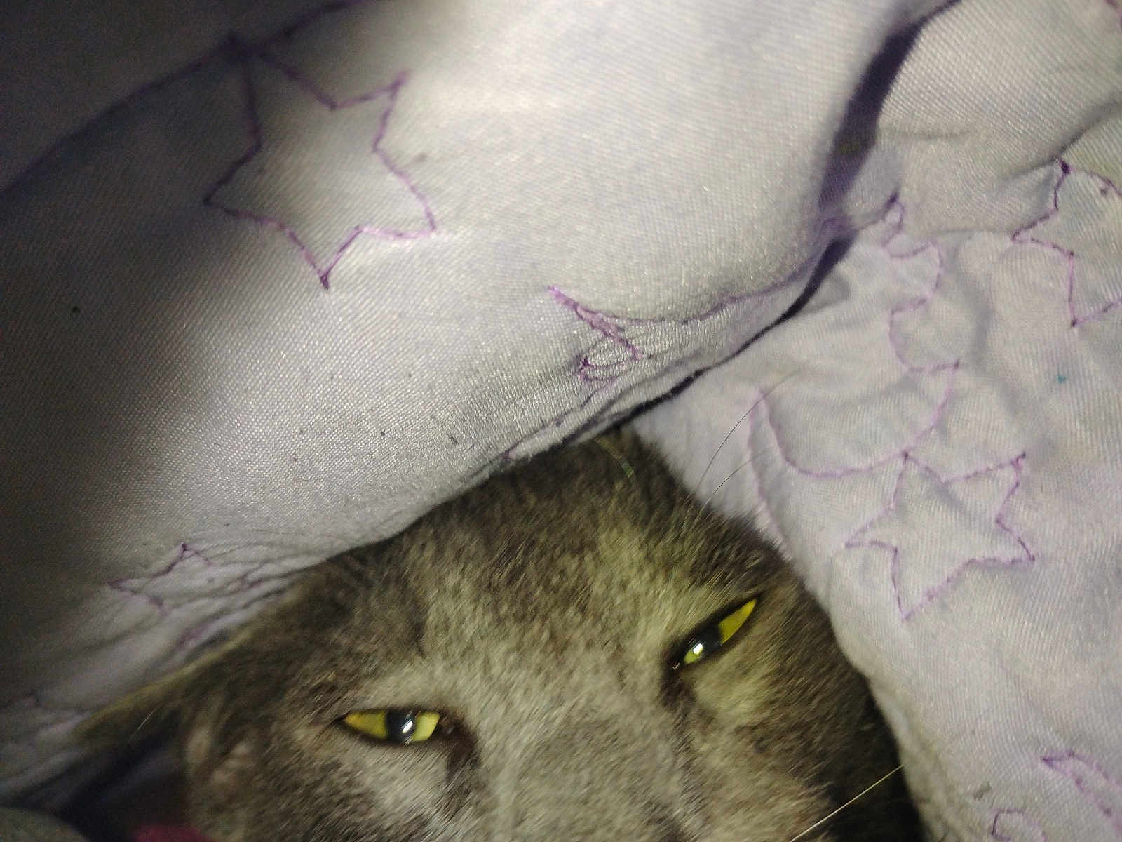 Gray is registered to the contest to win money with this photo: cat, blanket, fabric, star_pattern, closeup, pet, fur, eyes, sleepy, cozy, indoor, domestic_animal, whiskers, textile, purple, comfort, resting, animal_face, soft, warm