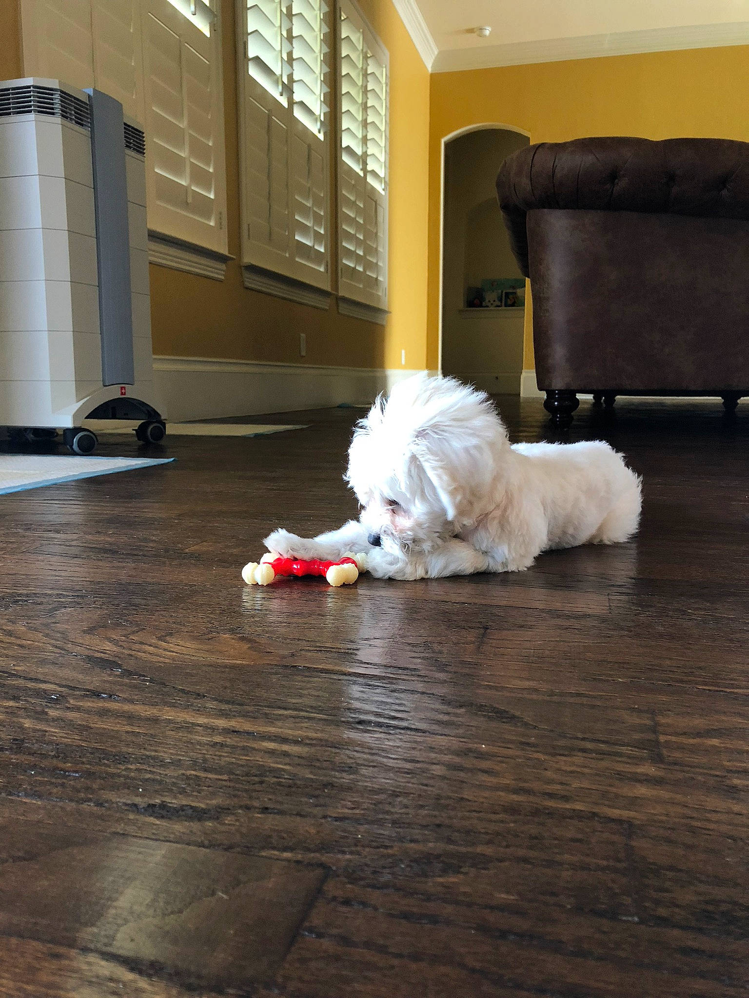 Happy joined the competition — help win amazing prizes! bichon, canidae, carnivore, cavachon, companion_dog, coton_de_tulear, dog, dog_breed, floor, flooring, hardwood, laminate_flooring, maltese, non_sporting_group, puppy, shih_tzu, sporting_group, toy_dog, wood, wood_flooring