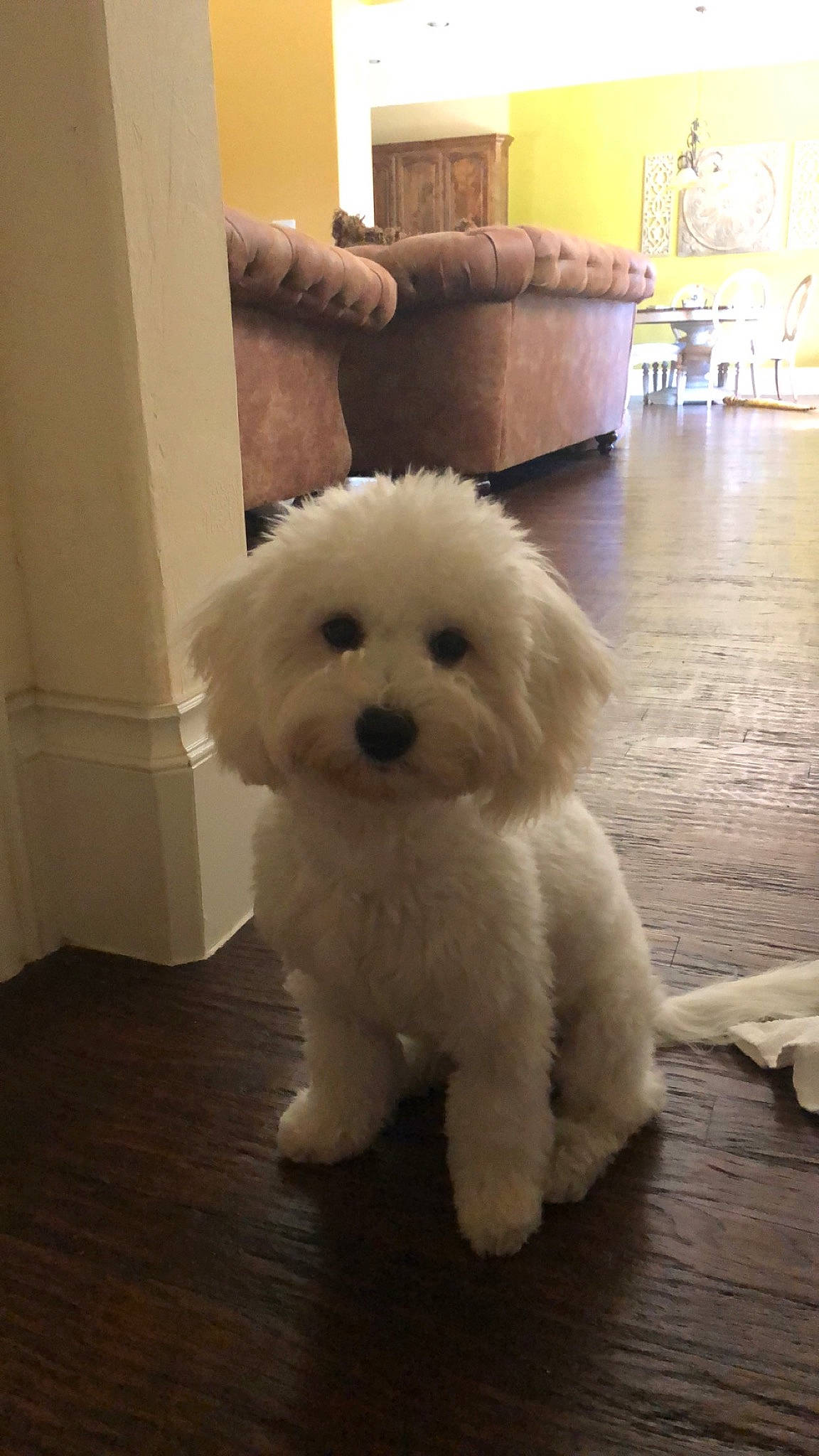 Happy joined the competition — help win amazing prizes! bichon, bichon_frise, bolognese, bolonka, canidae, carnivore, cockapoo, companion_dog, coton_de_tulear, dog, dog_breed, havanese, maltepoo, maltese, mammal, non_sporting_group, puppy, skin, toy_poodle, vertebrate