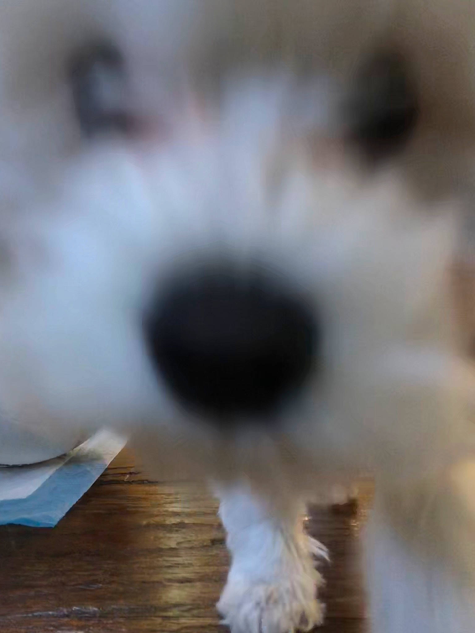 Happy is registered to the contest to win money with this photo: canidae, carnivore, companion_dog, dog, dog_breed, havanese, maltepoo, maltese, mammal, non_sporting_group, nose, puppy, rare_breed_dog, schnoodle, snout, sporting_group, sporting_lucas_terrier, terrier, toy_dog, west_highland_white_terrier