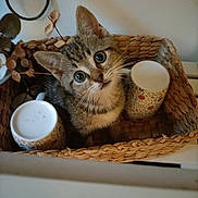 Filou participe au concours pour gagner de l'argent avec cette photo : kitten, cat, basket, mugs, curious, indoor, feline, pet, cute, animal, whiskers, tabby, domestic, fur, small, household, looking_up, brown, cozy, decor