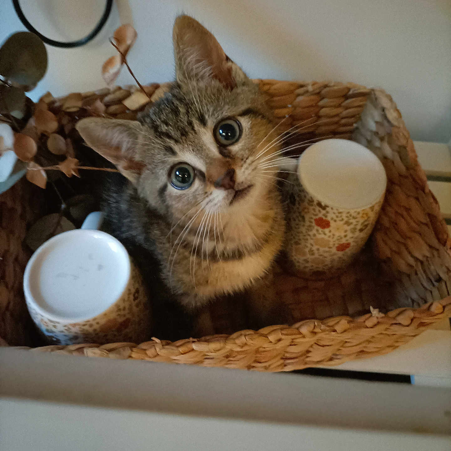 Filou participe au concours pour gagner de l'argent avec cette photo : animal, basket, brown, cat, cozy, curious, cute, decor, domestic, feline, fur, household, indoor, kitten, looking_up, mugs, pet, small, tabby, whiskers