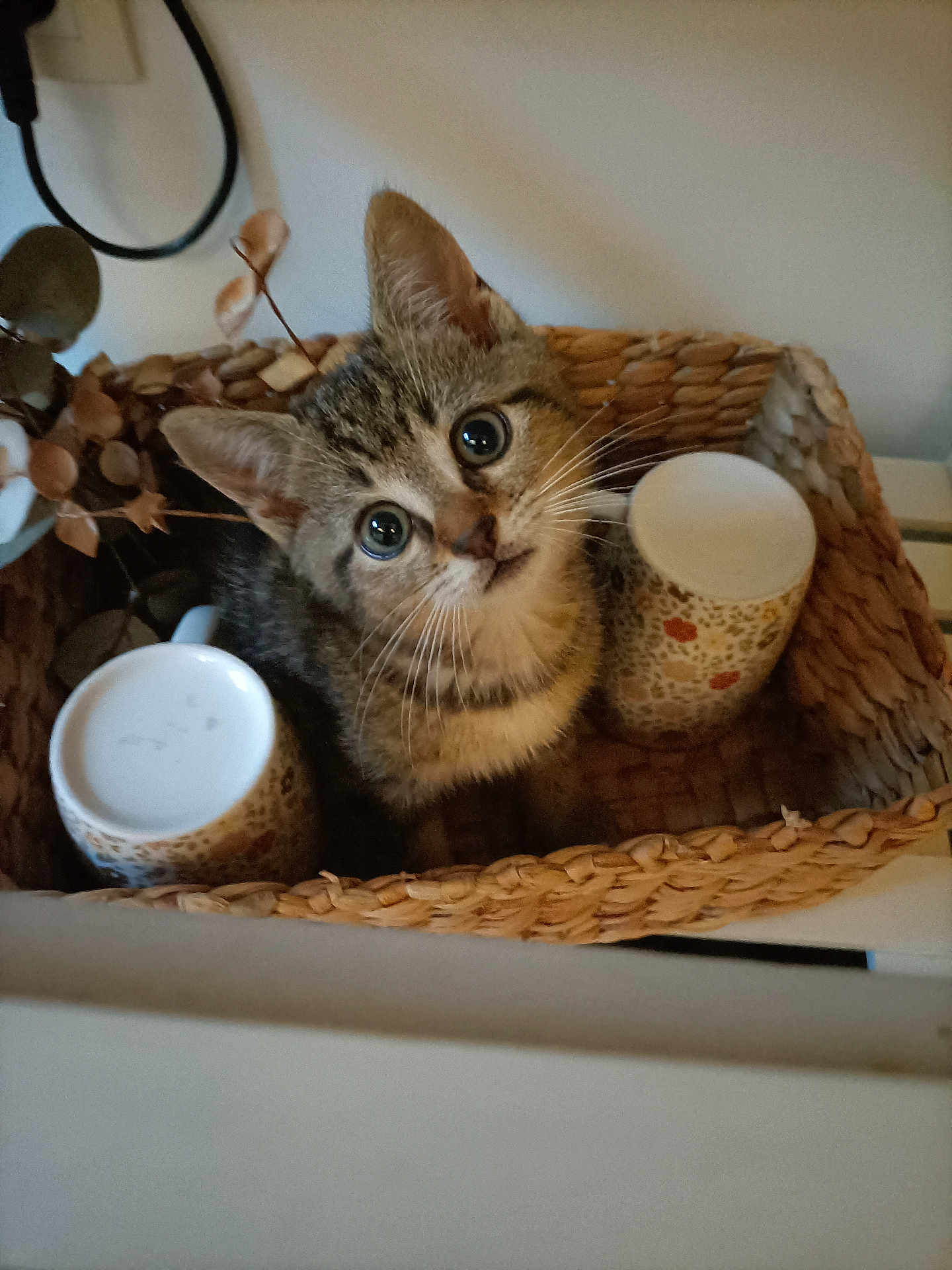 Filou participe au concours pour gagner de l'argent avec cette photo : kitten, cat, basket, mugs, curious, indoor, feline, pet, cute, animal, whiskers, tabby, domestic, fur, small, household, looking_up, brown, cozy, decor