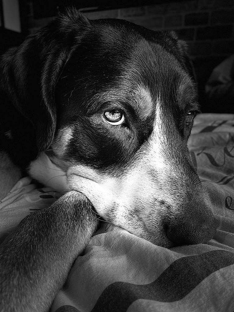 Paddie participe au concours pour gagner de l'argent avec cette photo : bored, canidae, carnivore, comfort, companion_dog, darkness, dog, dog_breed, fur, hound, monochrome, monochrome_photography, scent_hound, snout, sporting_group, style, tints_and_shades, whiskers, working_animal, working_dog