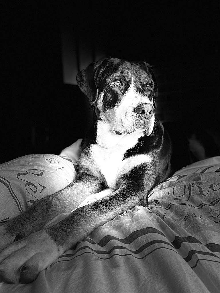Paddie a rejoint le concours — aidez-le/la à gagner de superbes lots ! bored, canidae, carnivore, comfort, companion_dog, couch, darkness, dog, dog_breed, flash_photography, grey, human_leg, monochrome, monochrome_photography, snout, sporting_group, style, vertebrate, whiskers, working_animal