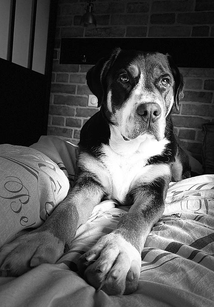 Paddie a rejoint le concours — aidez-le/la à gagner de superbes lots ! black_and_white, bored, carnivore, comfort, companion_dog, darkness, dog, dog_breed, fawn, flash_photography, fur, grey, monochrome, monochrome_photography, sitting, snout, sporting_group, style, whiskers, working_animal