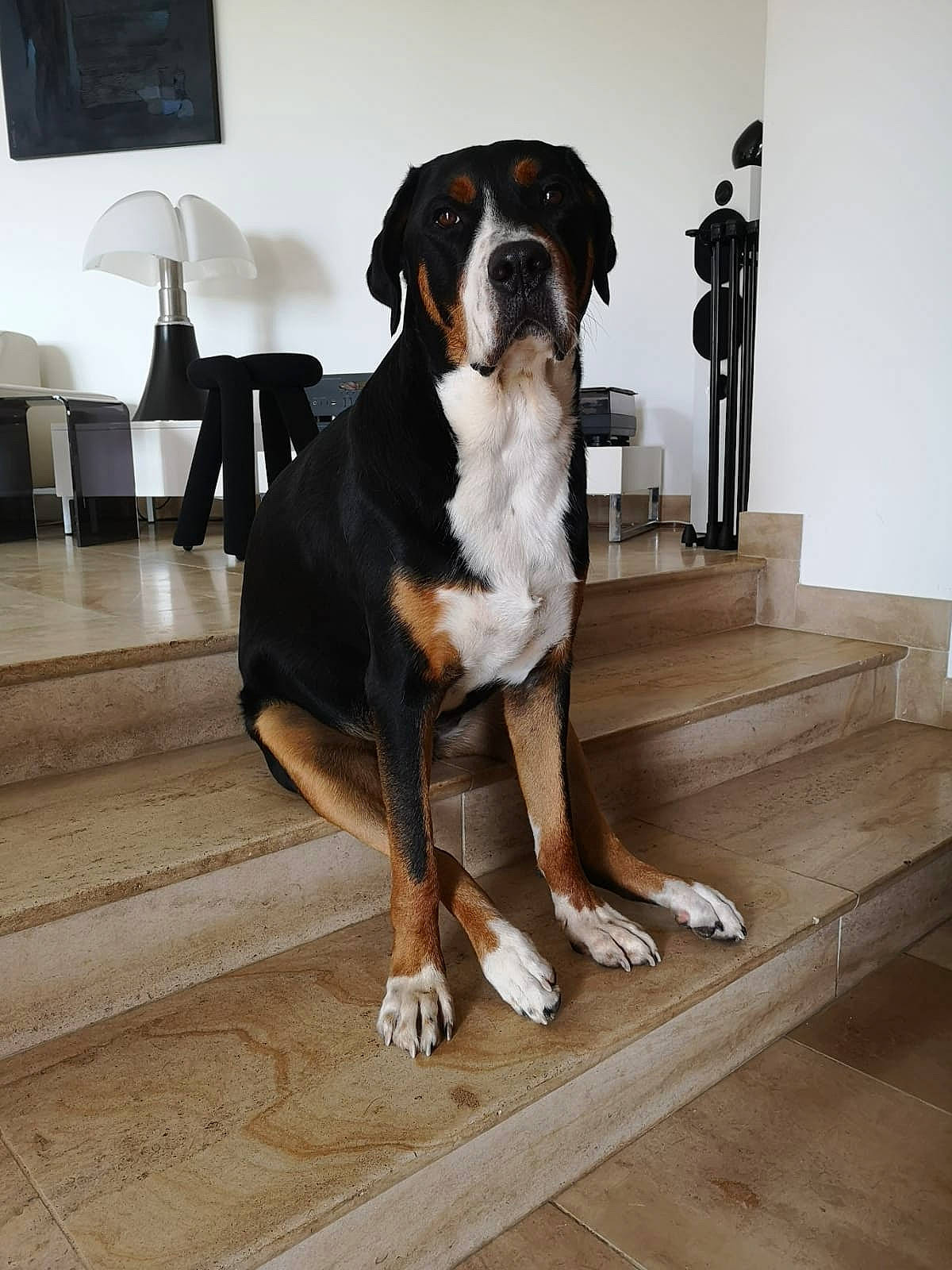 Paddie participe au concours pour gagner de l'argent avec cette photo : beaglier, bored, canidae, carnivore, chair, comfort, companion_dog, dog, dog_breed, fawn, floor, flooring, hardwood, snout, sporting_group, tail, wood, wood_flooring, working_animal, working_dog