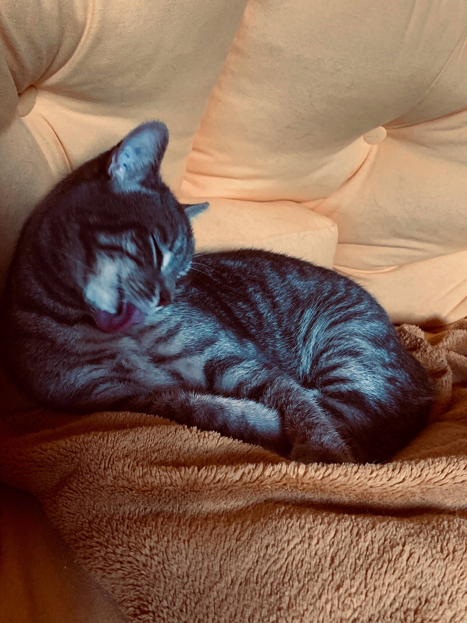 Omalley participe au concours pour gagner de l'argent avec cette photo : bed, black_cat, carnivore, cat, comfort, couch, domestic_short_haired_cat, electric_blue, felidae, fur, grey, hardwood, linens, nap, sitting, small_to_medium_sized_cats, tail, textile, whiskers, wood