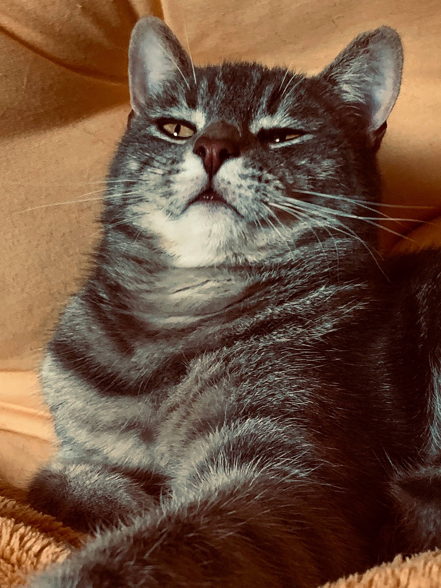 Omalley participe au concours pour gagner de l'argent avec cette photo : carnivore, cat, comfort, domestic_short_haired_cat, felidae, fur, iris, paw, small_to_medium_sized_cats, snout, tail, terrestrial_animal, whiskers