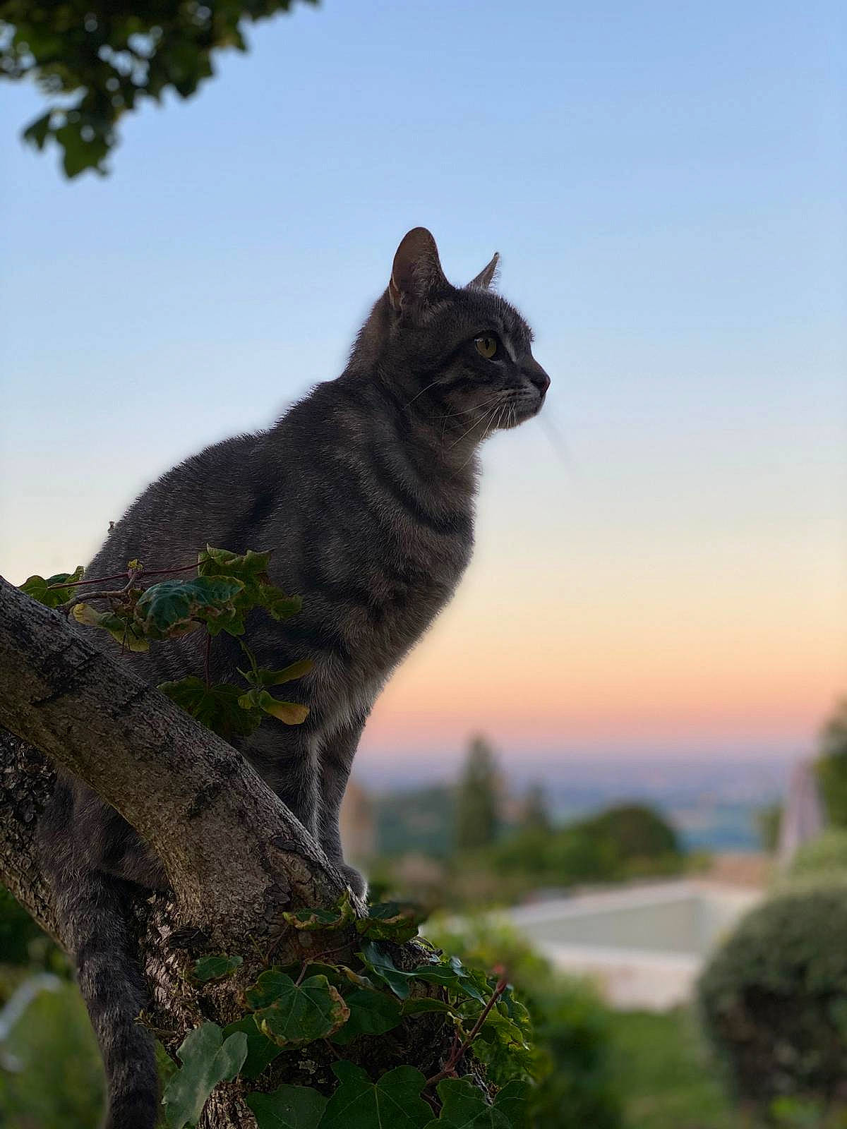 Omalley participe au concours pour gagner de l'argent avec cette photo : carnivore, cat, domestic_short_haired_cat, felidae, fur, grass, leaf, lynx, plant, sky, small_to_medium_sized_cats, snout, tail, terrestrial_animal, tree, trunk, twig, whiskers, wildlife, wood