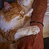 cat, ginger_cat, white_fur, fluffy, longhaired, sleeping, relaxed, cuddling, paw, whiskers, closed_eyes, pet, human_arm, bracelet, couch, indoor, cozy, portrait, closeup, affection