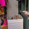 Maya participe au concours pour gagner de l'argent avec cette photo : cat, fluffy_cat, orange_cat, white_cat, animal, pet, feline, portrait, sitting, storage_bin, closet, wardrobe, clothing, handbags, fashion, shelves, wooden_floor, indoor, home, colorful