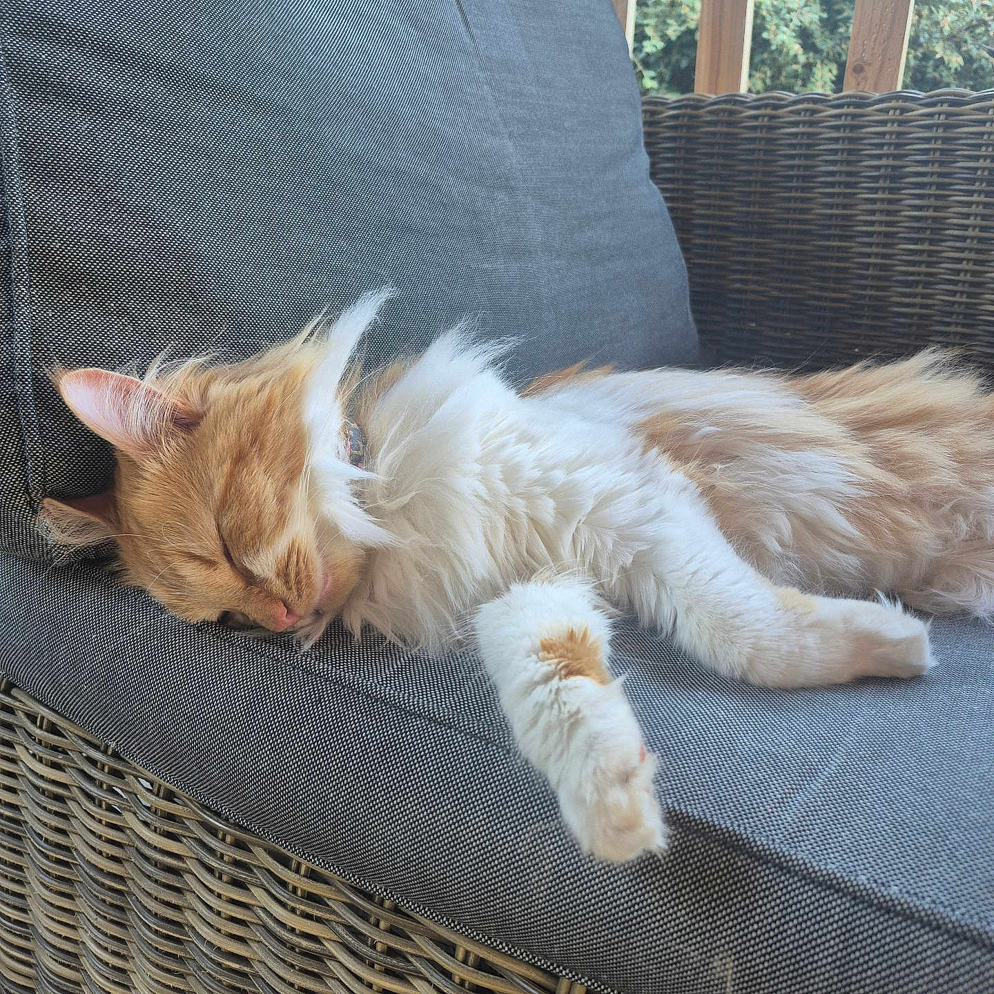 Maya participe au concours pour gagner de l'argent avec cette photo : cat, sleeping, orange_and_white, fluffy, long_hair, pet, animal, relaxed, chair, wicker, cushion, outdoor, sunlight, garden, greenery, window, resting, paw, whiskers, portrait