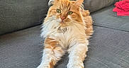 Maya participe au concours pour gagner de l'argent avec cette photo : cat, orange_cat, fluffy, longhaired, maine_coon, pet, animal, feline, green_eyes, whiskers, ears, paws, sitting, lounging, couch, outdoor, patio, garden, wooden_railing, red_blanket