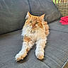 cat, orange_cat, fluffy, longhaired, maine_coon, pet, animal, feline, green_eyes, whiskers, ears, paws, sitting, lounging, couch, outdoor, patio, garden, wooden_railing, red_blanket
