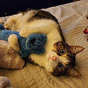 Brindi is registered to the contest to win money with this photo: cat, bed, stuffed_toy, blue_toy, blanket, fur, pet, animal, cozy, indoors, resting, cute, whiskers, playful, tabby, domestic_cat, looking, lying_down, soft_texture, warm_lighting
