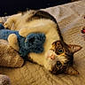 cat, bed, stuffed_toy, blue_toy, blanket, fur, pet, animal, cozy, indoors, resting, cute, whiskers, playful, tabby, domestic_cat, looking, lying_down, soft_texture, warm_lighting