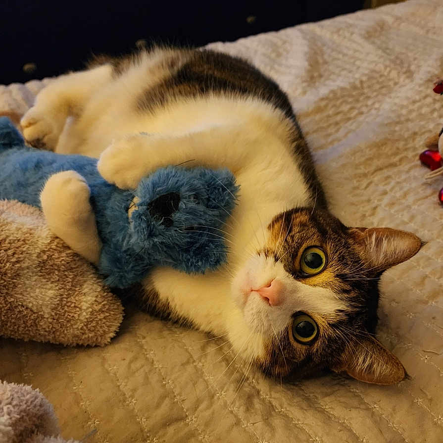 Brindi is registered to the contest to win money with this photo: cat, bed, stuffed_toy, blue_toy, blanket, fur, pet, animal, cozy, indoors, resting, cute, whiskers, playful, tabby, domestic_cat, looking, lying_down, soft_texture, warm_lighting