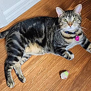 Trixie is registered to the contest to win money with this photo: cat, tabby, pet, animal, feline, lying_down, hardwood_floor, indoor, green_eyes, striped_fur, collar, tag, pink_tag, toy, whiskers, ears, tail, paws, portrait, home