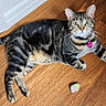 cat, tabby, pet, animal, feline, lying_down, hardwood_floor, indoor, green_eyes, striped_fur, collar, tag, pink_tag, toy, whiskers, ears, tail, paws, portrait, home