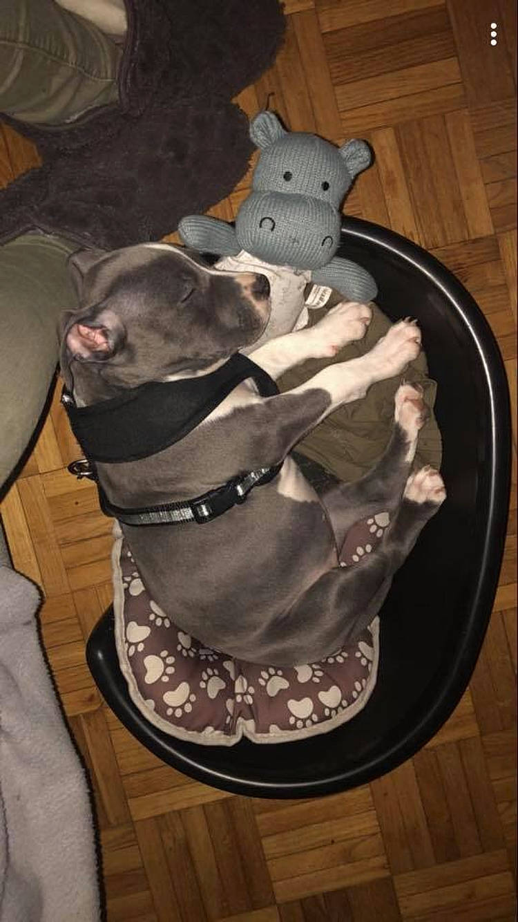 Pearl a rejoint le concours — aidez-le/la à gagner de superbes lots ! american_hairless_terrier, american_pit_bull_terrier, american_staffordshire_terrier, canidae, carnivore, dog, dog_breed, fawn, italian_greyhound, non_sporting_group, pit_bull, sporting_group, weimaraner