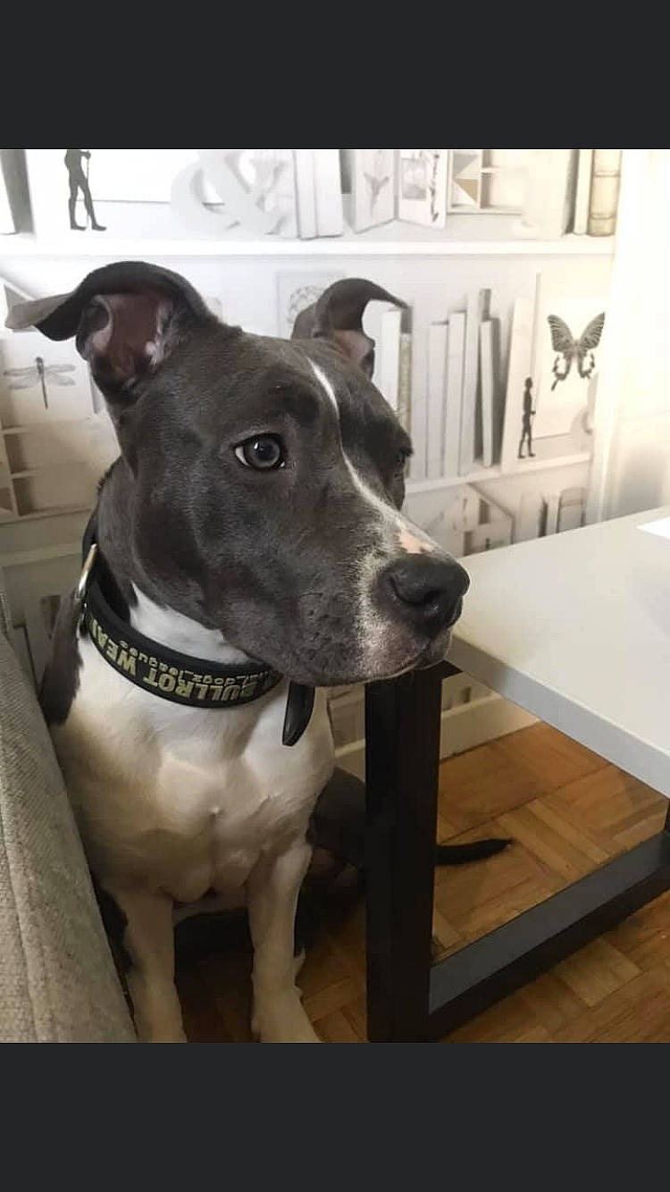 Pearl a rejoint le concours — aidez-le/la à gagner de superbes lots ! american_pit_bull_terrier, american_staffordshire_terrier, canidae, carnivore, collar, companion_dog, dog, dog_breed, dog_collar, ear, fawn, mammal, non_sporting_group, pit_bull, rare_breed_dog, snout, sporting_group, vertebrate