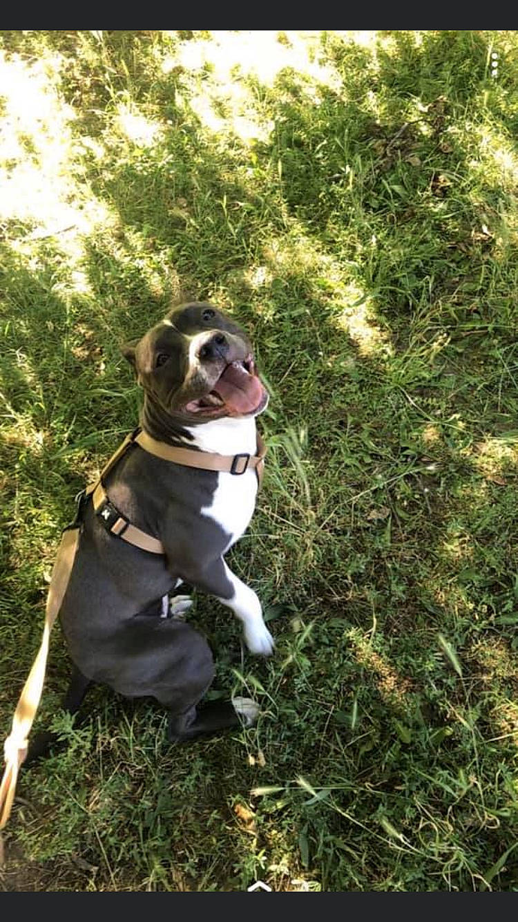 Pearl participe au concours pour gagner de l'argent avec cette photo : adventure, american_bulldog, american_staffordshire_terrier, boston_terrier, canidae, carnivore, dog, dog_breed, fawn, grass, hunting_dog, mammal, non_sporting_group, puppy, sporting_group, tree, walking