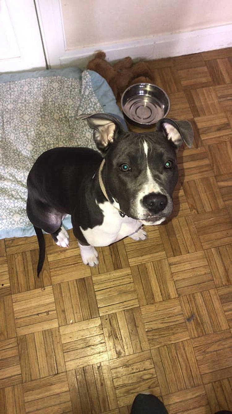 Pearl participe au concours pour gagner de l'argent avec cette photo : american_pit_bull_terrier, american_staffordshire_terrier, bull_and_terrier, canidae, carnivore, dog, dog_breed, fawn, mammal, non_sporting_group, nose, pit_bull, snout, staffordshire_bull_terrier, terrier, vertebrate