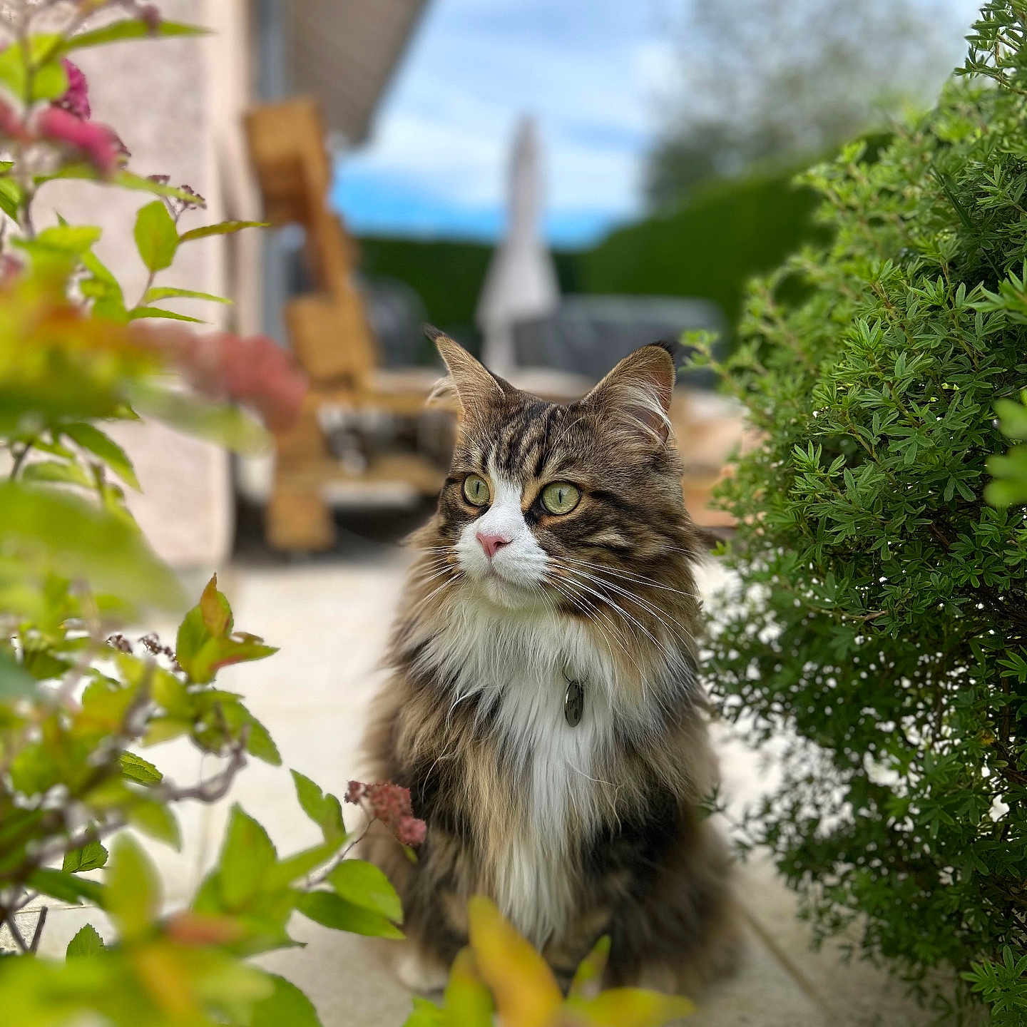 Tomy participe au concours pour gagner de l'argent avec cette photo : animal, cat, flower, grass, herbal, herbs, jar, kitten, leaf, manx, nature, pet, plant, planter, pottedplant, pottery, tree, vase, vegetation, wood
