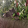 cat, grey_cat, pet, houseplant, leaves, indoor, couch, leather, living_room, feline, yellow_eyes, paw, relaxed, portrait, foliage, cozy, whiskers, home, plant_pot, sitting