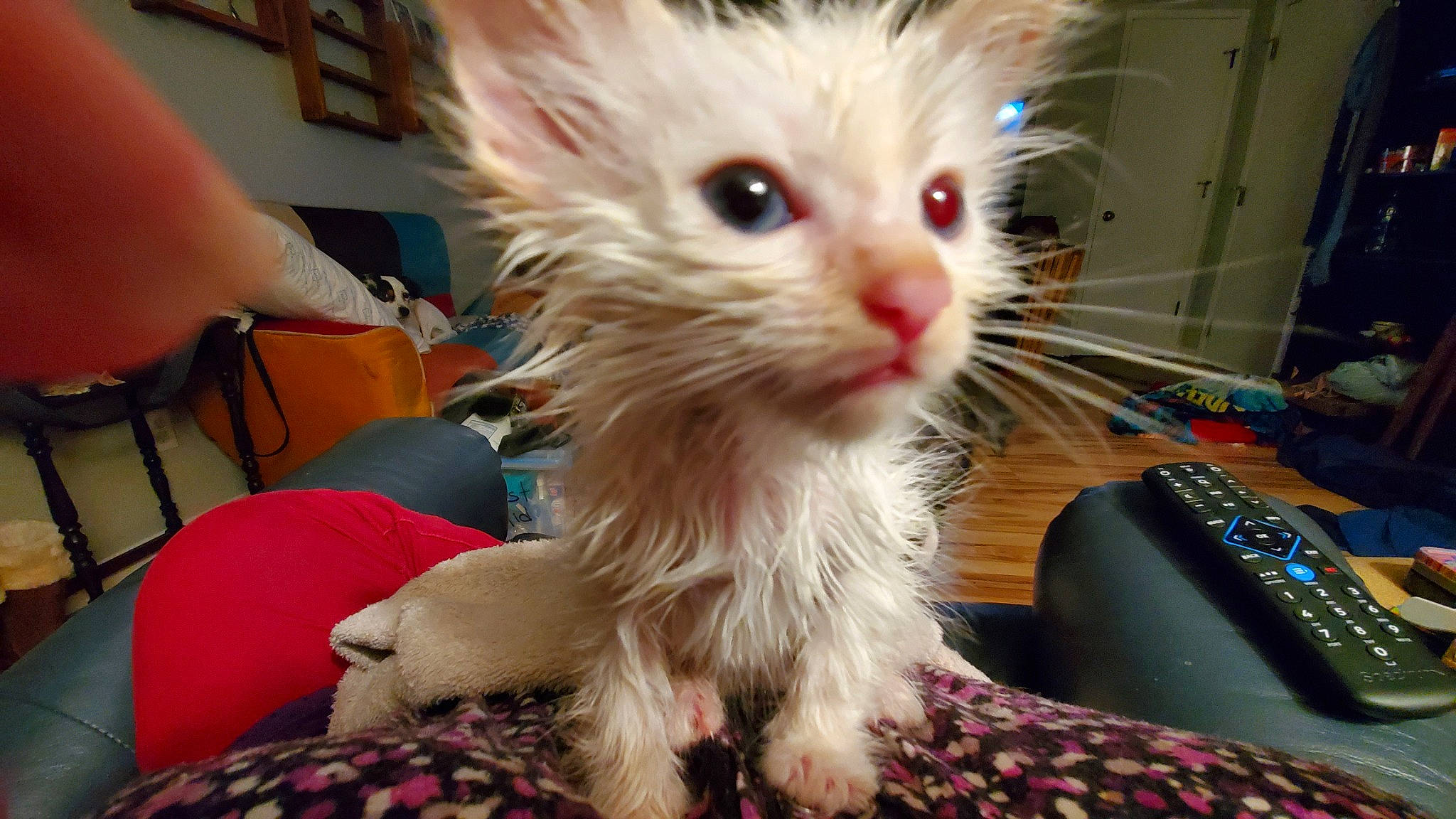 Pheebee is registered to the contest to win money with this photo: american_curl, asian, carnivore, cat, claw, domestic_long_haired_cat, fawn, felidae, fur, iris, kitten, mammal, munchkin, napoleon_cat, small_to_medium_sized_cats, snout, turkish_angora, turkish_van, vertebrate, whiskers